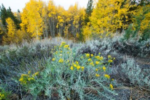 Bright yellow aspens high sierras farrell photography