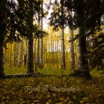 farrell photography yellow aspen grove pine trees