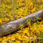 farrell photography yellow aspen leaves log