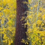 pine tree yellow leaves high sierras fall farrell photography